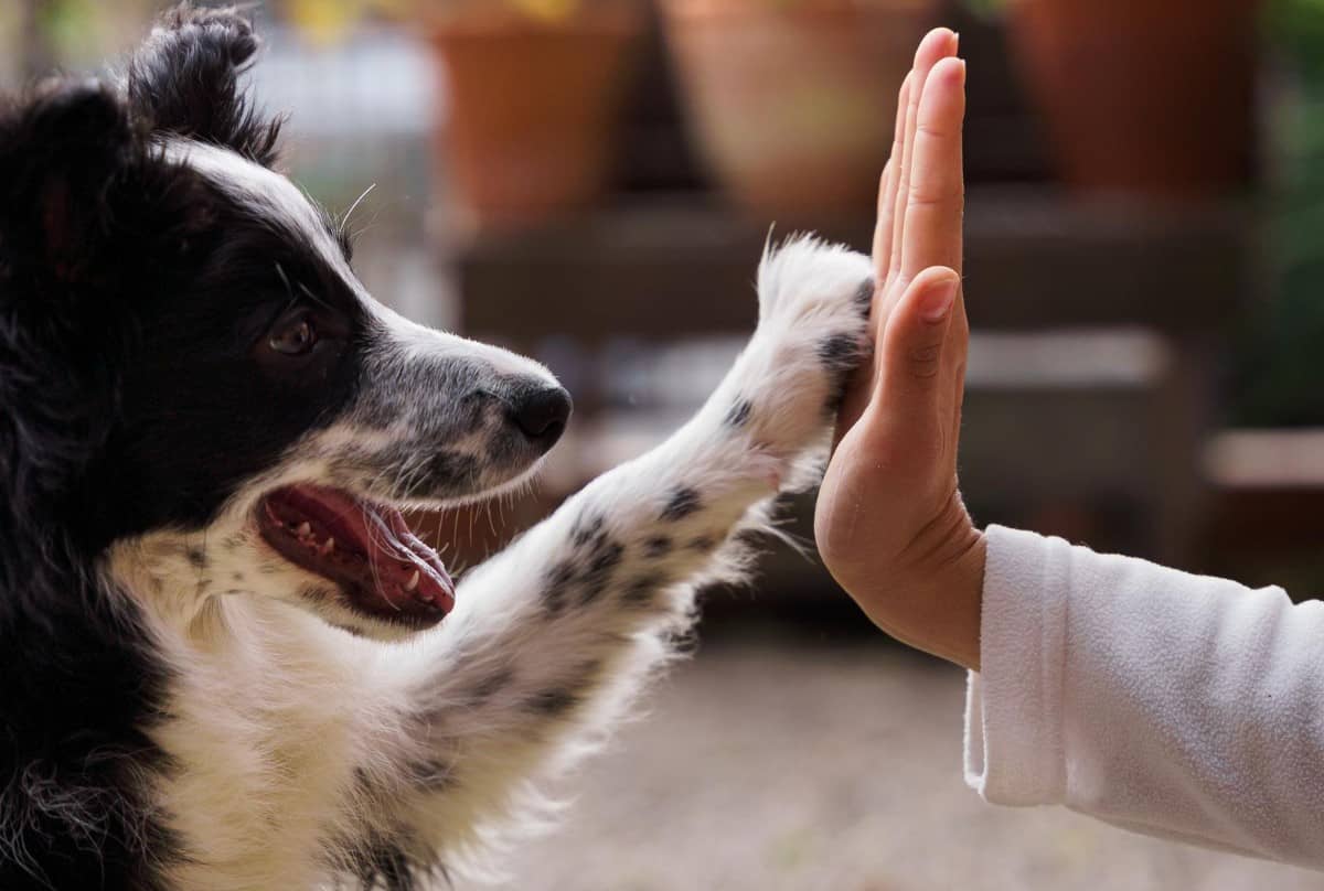 Spay Panamá