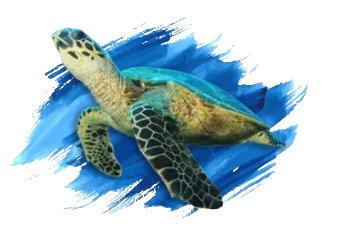 Tortuga marina