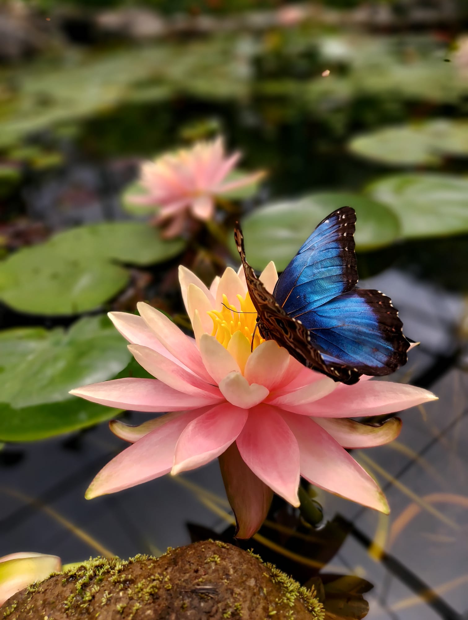 Boquete bees and butterfly