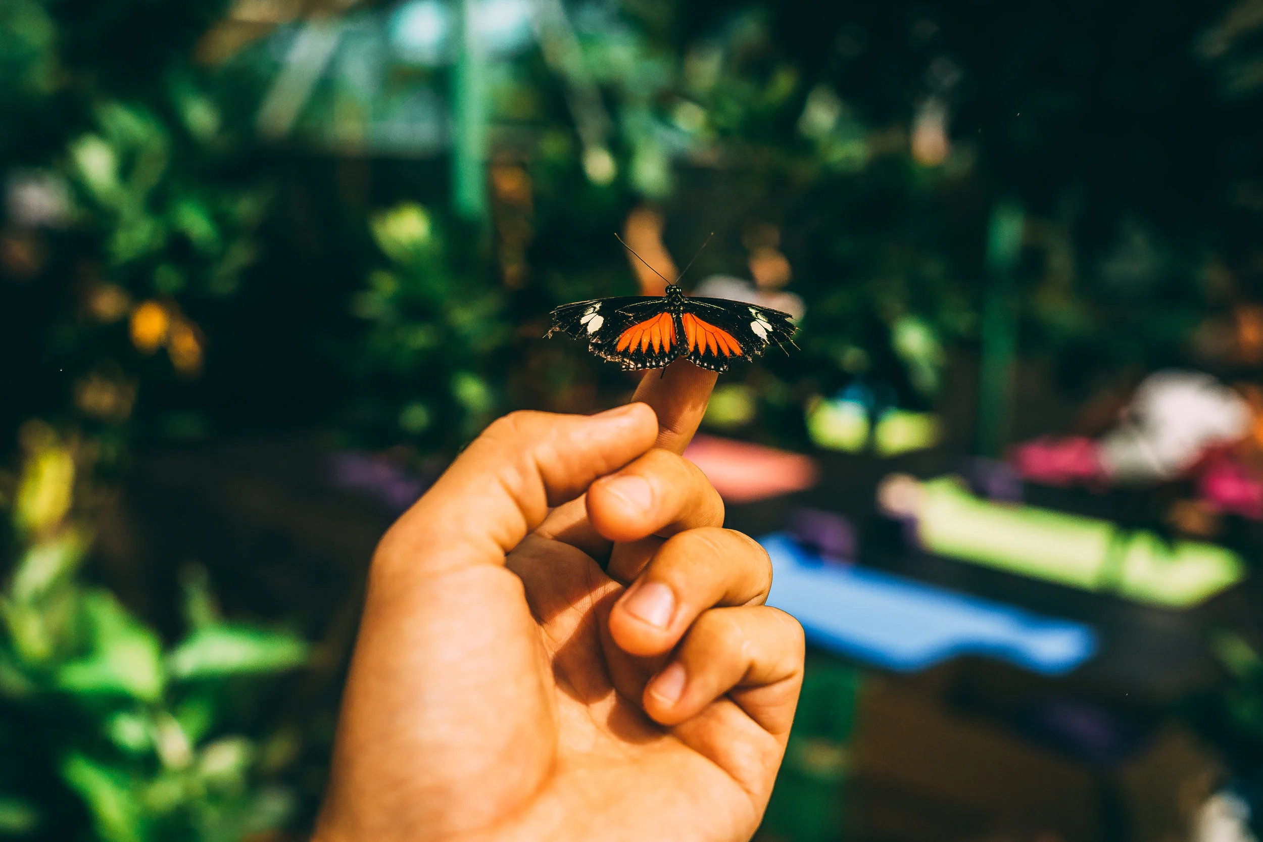 Boquete Bees and Butterflies